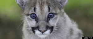 Eatern Cougar Extinct  Getty file