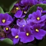 Image of African Violet