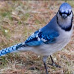 BLUE JAY bossy backyard blue jay