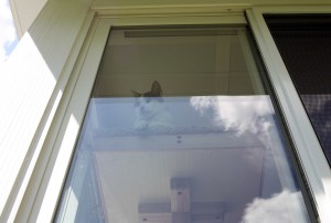 Air Traffic Controller CatIMG Gracey the Air Traffic Controller