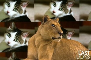 Save Our Big Cat Cousins