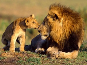 The African Lion Hope through Protection