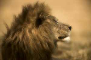 African Male Lion photo by Beverly Joubert