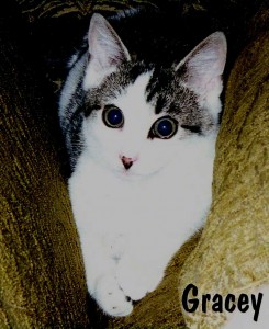 Baby-Gracey Gracey's kitten photo