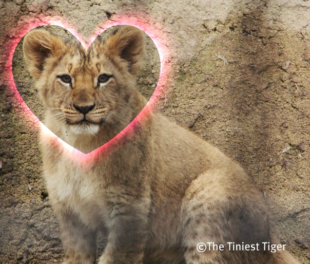 Lion Cub Heart