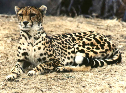 King-Cheetah-image.jpg