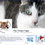 1 More Important Timeline Tip from The Tiniest Tiger