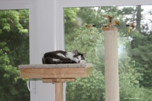 Gracey napping on top of Cat Power Tower Gracey napping on top of Cat Power Tower