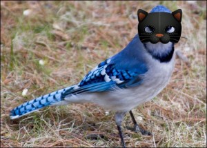 Bossy Backyard Blue Jay in Mask