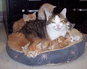 Mercy and her kittens