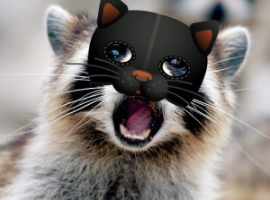 Raccoon in cat mask
