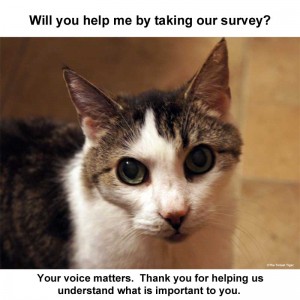 Gracey Survey