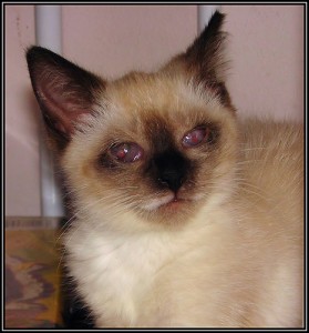 Boots from HWAC Story Boots Happiness for a Blind Kitten Story