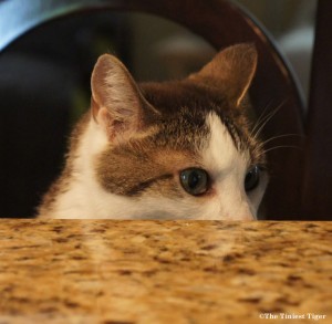 Stalking the kitchen