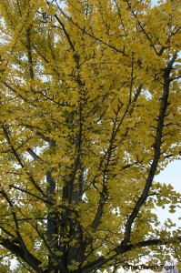 The Tiniest Tiger's ginkgo tree