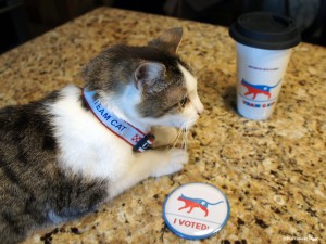 Gracey Team Cat Gracey Team Cat