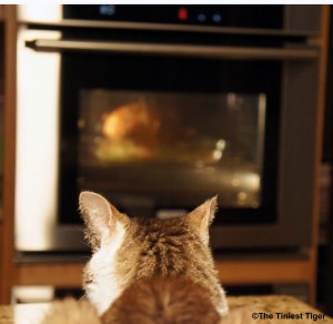 Gracey Watching Turkey