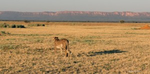 Cheetah in front of the Waterberg Plateau in Namibia
