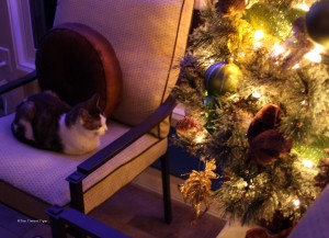 Gracey looking at the Christmas Tree