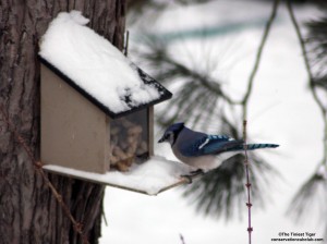 BBBJ sees peanuts Bossy Backyard Blue Jay sees peanuts