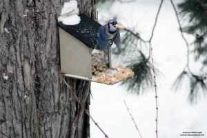 Blue Jay with Peanut Bossy Backyard Blue Jay Flys Away with Peanut