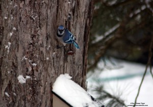 Easy there BBBJ Blue Jay on Maple tree