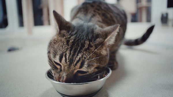 PetSmart Cat Eating from bowl