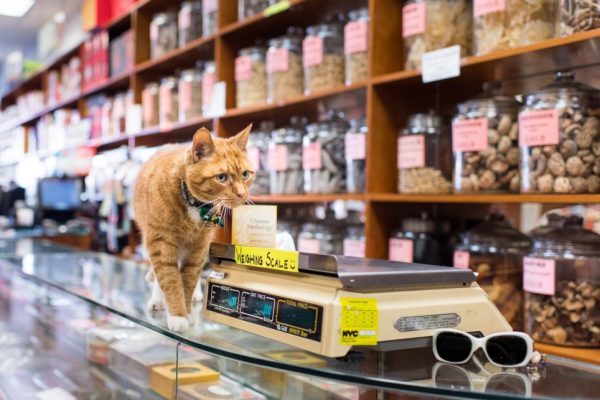 Shop Cats of NY Cat