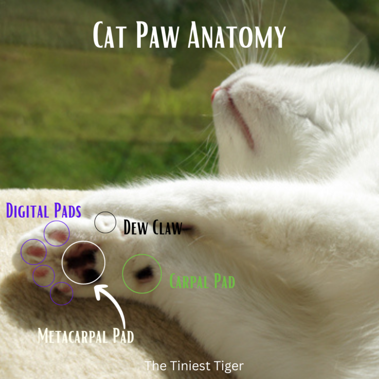 Cat Paw Anatomy The Tiniest Tiger