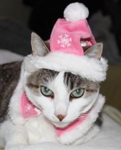 Gracey in Pink Santa hat