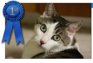 Gracey's winning photo in the Bissell MVP Pet Photo Contest