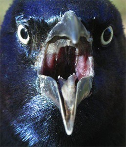 Grackle