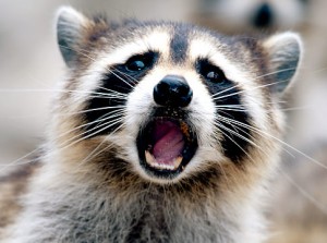 Raccoon