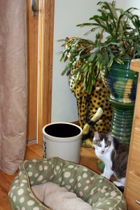 Gracey, The Tiniest Tiger Stalking the Cactus