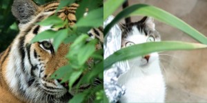 Tigers looking through leaves