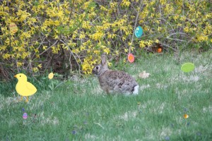 The Tiniest Tiger's Egg Hunt 2011