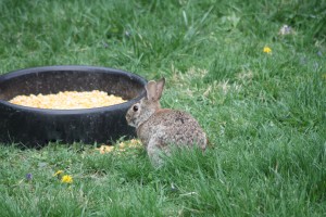 Raphael Rabbit by the corn