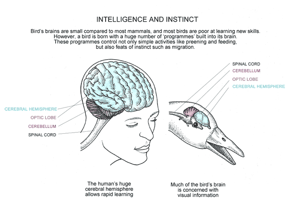 Bird Brains