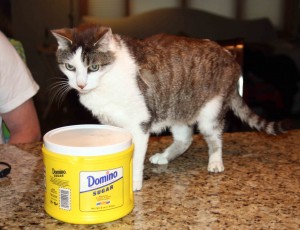 Gracey looking at the Domino sugar container