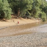 Maasai with herd