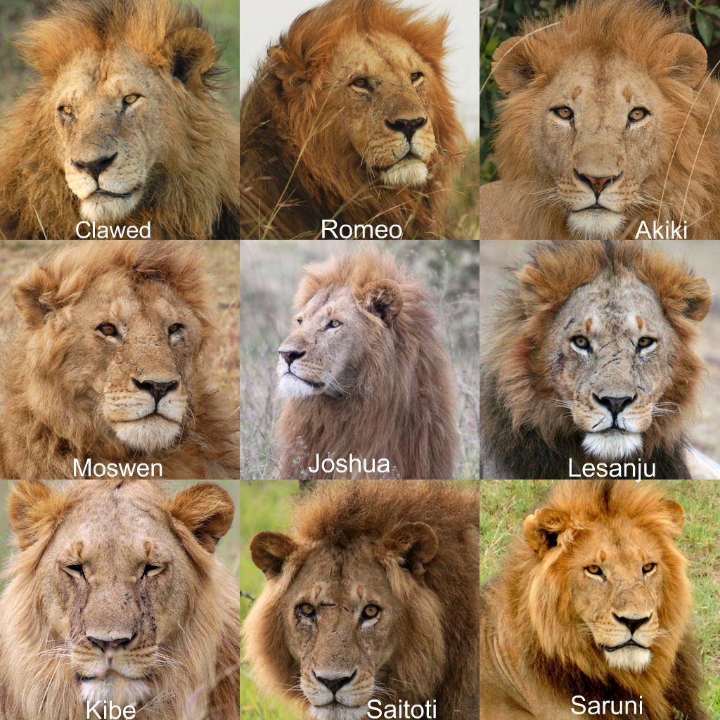 Lion Guardians Lion's Names