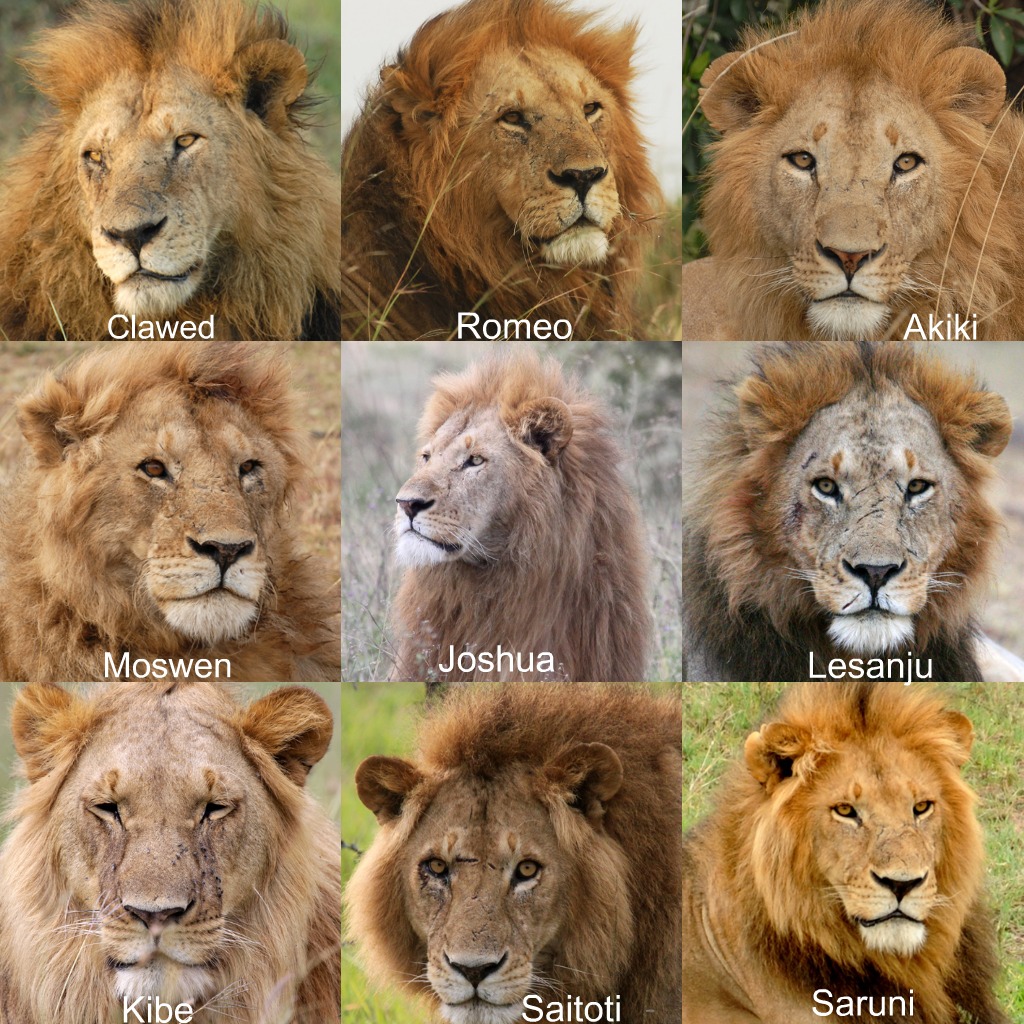 Lion Guardians Give Each Lion a Maasai Name - The Tiniest Tiger