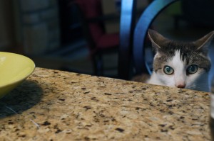 Gracey ready to pounce on counter