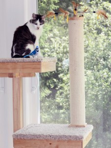 Gracey, The Tiniest Tiger and Bossy Backyard Blue Jay