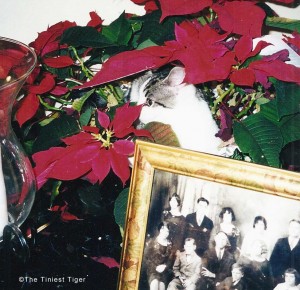 Gracey, The Tiniest Tiger hiding in poinsettia