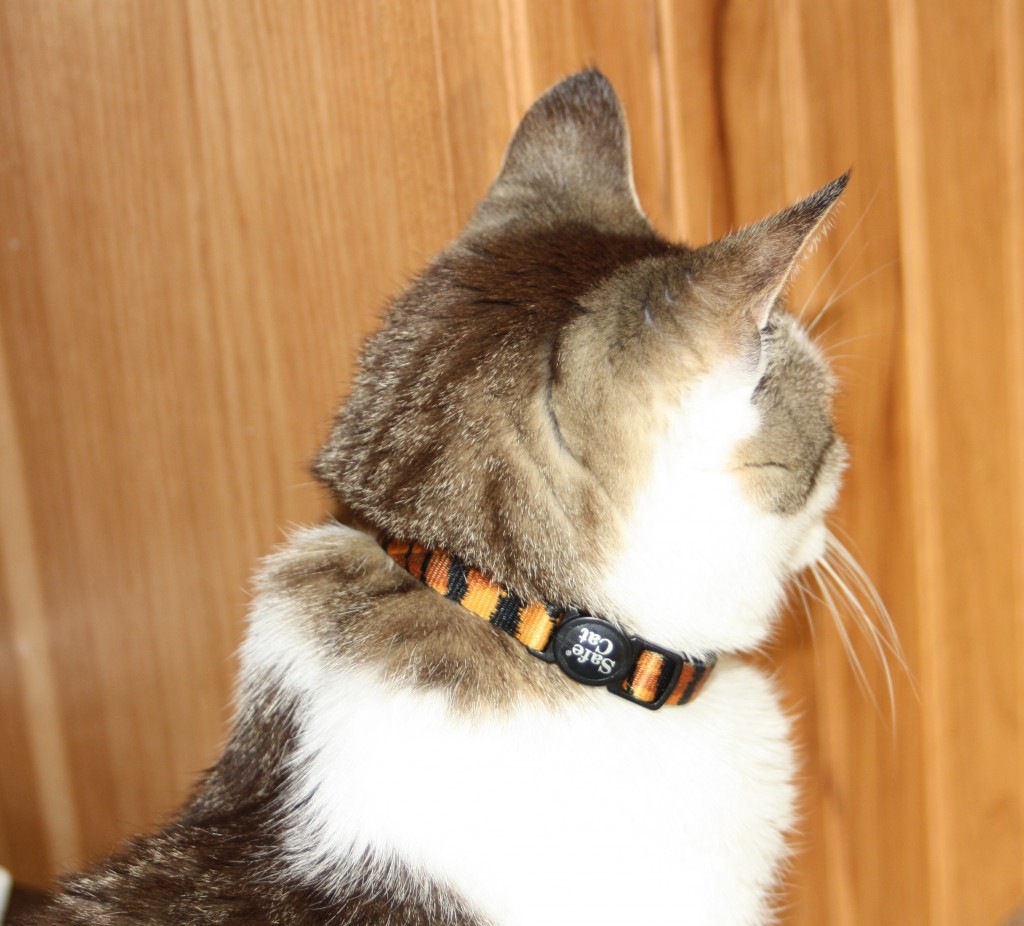 The Tiniest Tiger’s Safe Cat Training Collar The Tiniest Tiger