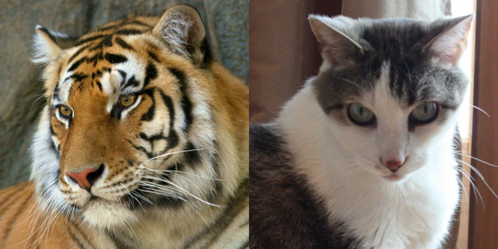 Tiger Tuesday  Compare & Contrast
