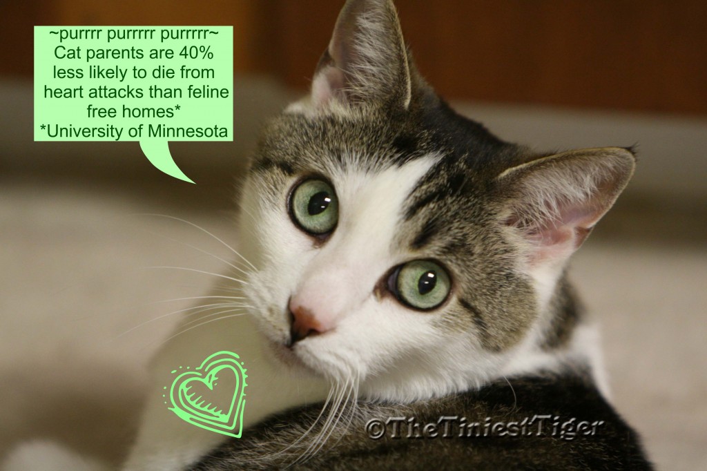 Gracey, The Tiniest Tiger says ~Purr it up for our Parent's health~