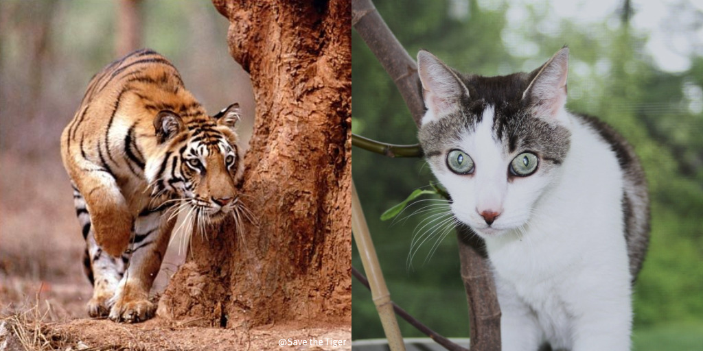 The Tiniest Tiger Tues…well ok  Thursday!!