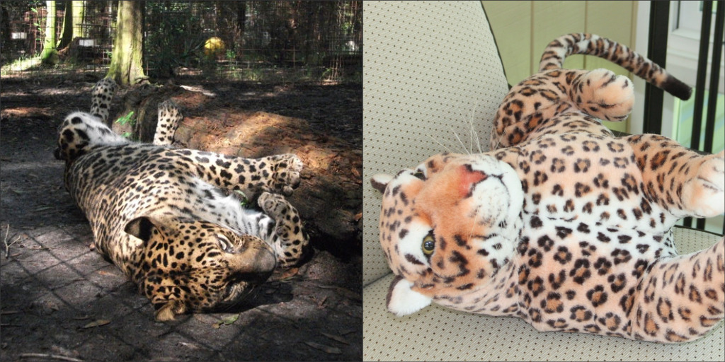 The Tiniest Tiger’s Lazy Leopard Look Alike Test